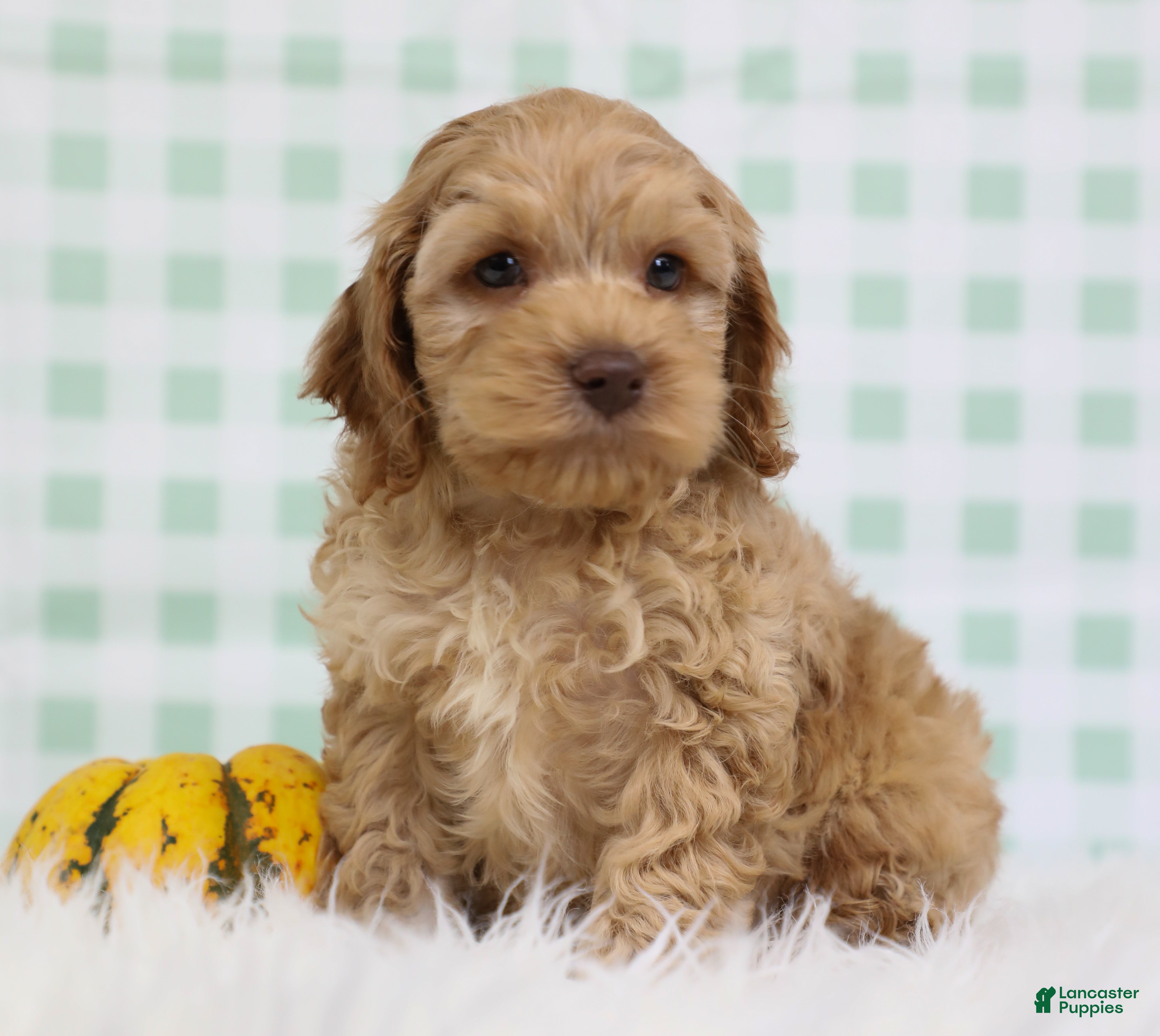 Cockapoo dogs for sale: Navy 🪼 - Ad 1