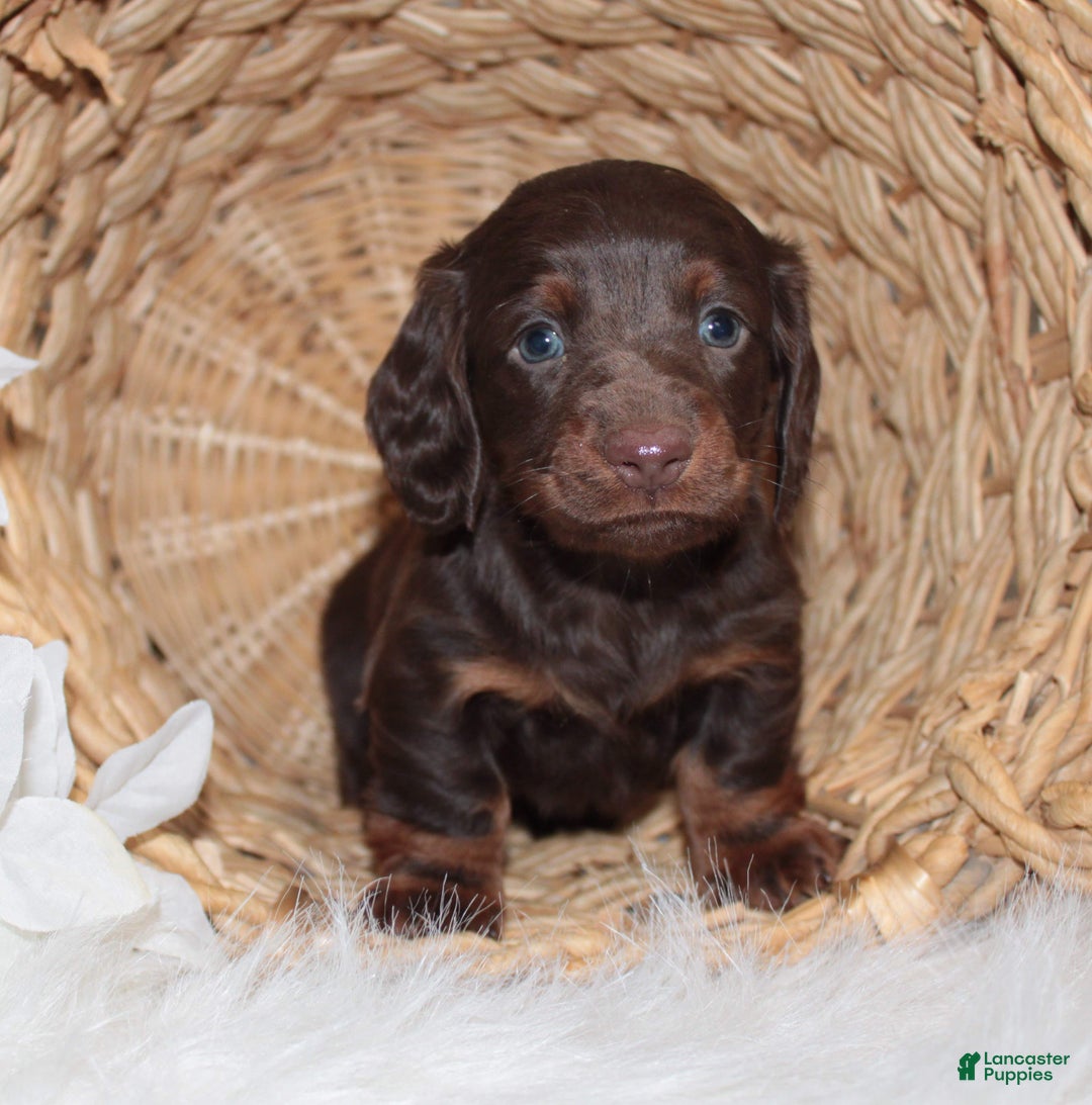 Dachshund dogs for sale: Benson - Ad 4