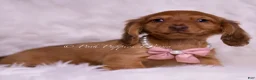 Miniature Dachshund dogs for sale: Theo - Ad 5