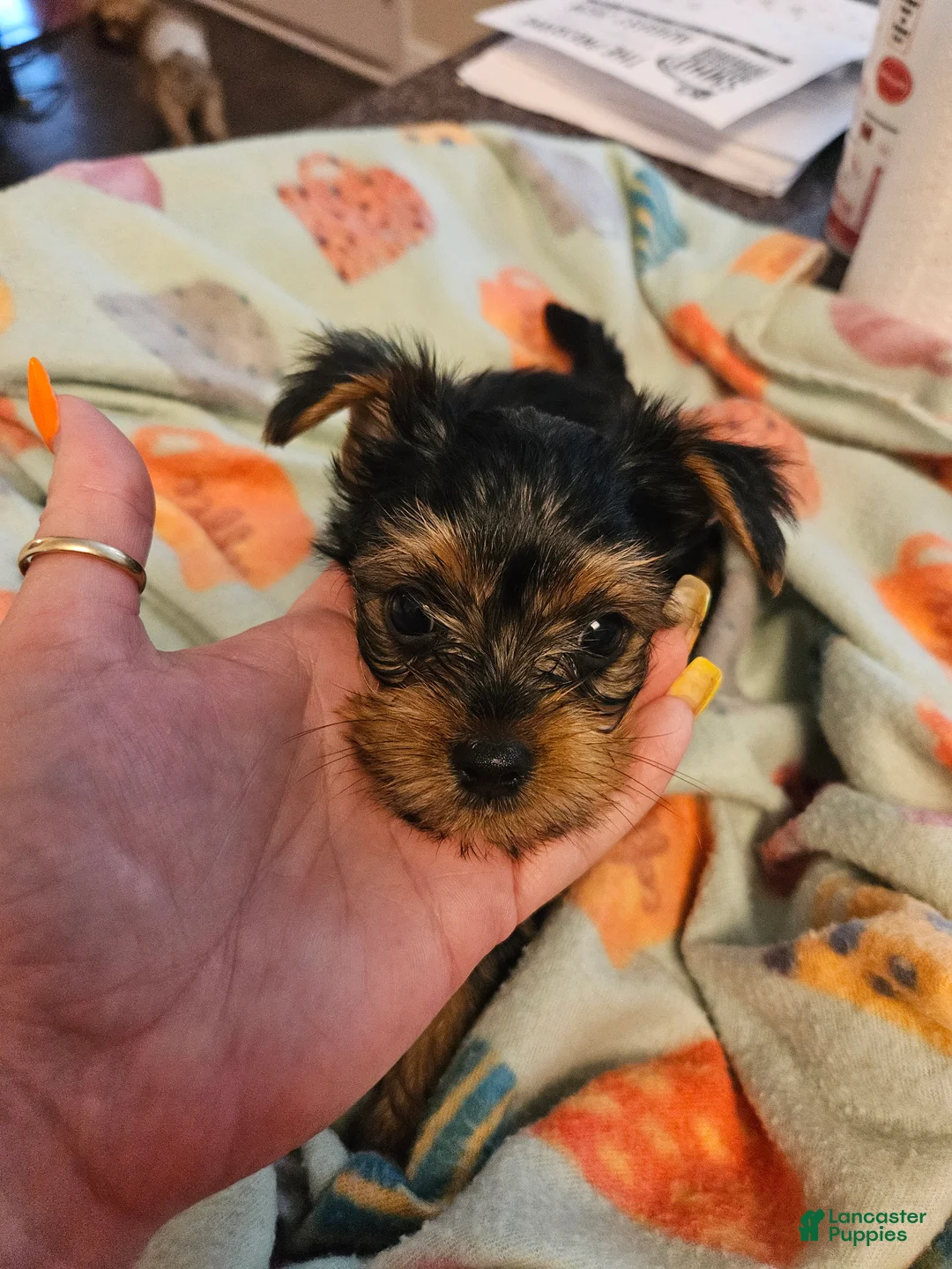 Yorkshire Terrier dogs for sale: Quinn - Ad 2