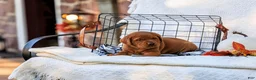 Labrador Retriever dogs for sale: Diesel - Ad 1