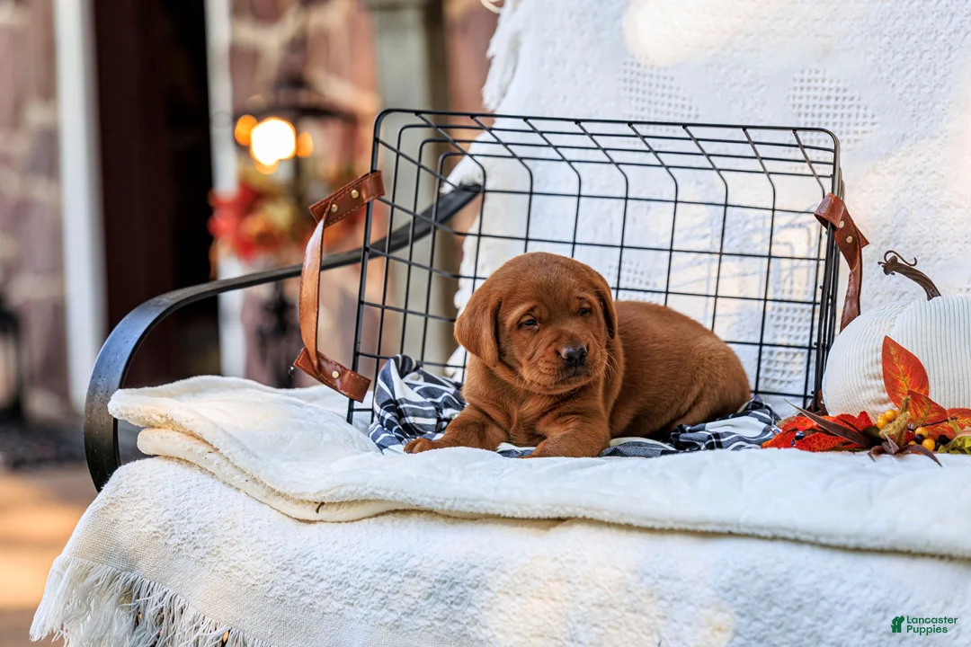 Labrador Retriever dogs for sale: Diesel - Ad 1