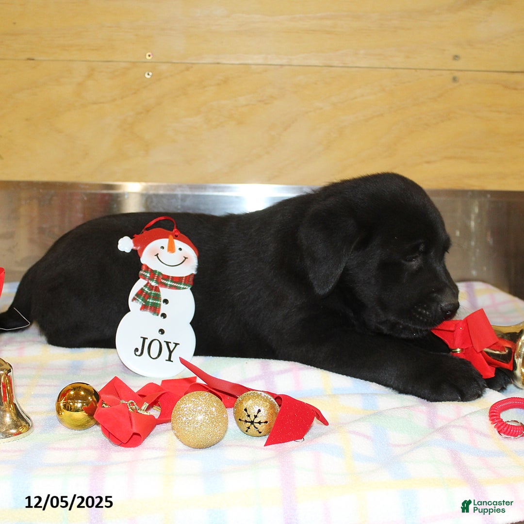 Goldador dogs for sale: Bruno - Ad 4