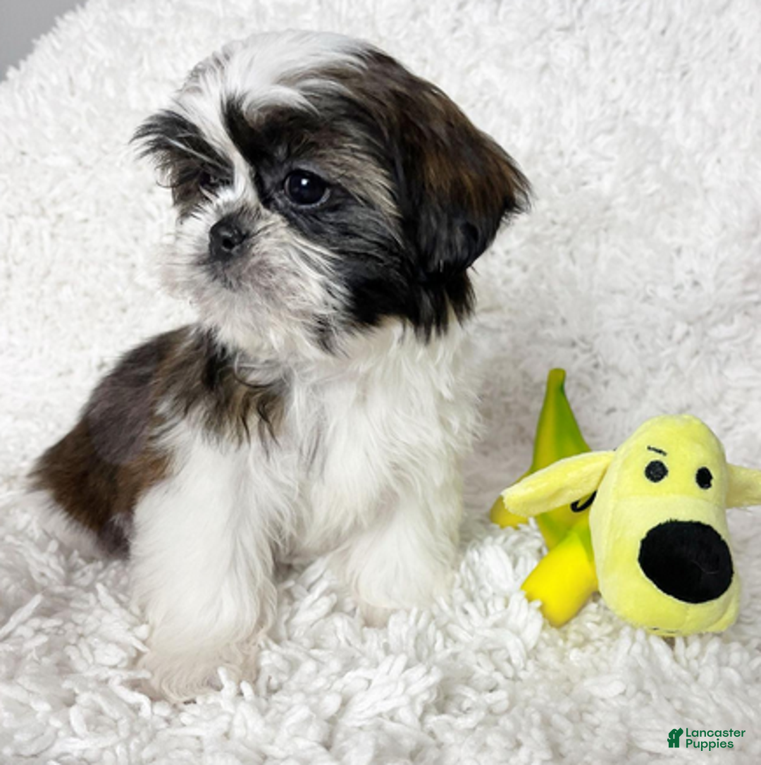 Shih Tzu dogs for sale: AKC Hope - Ad 3