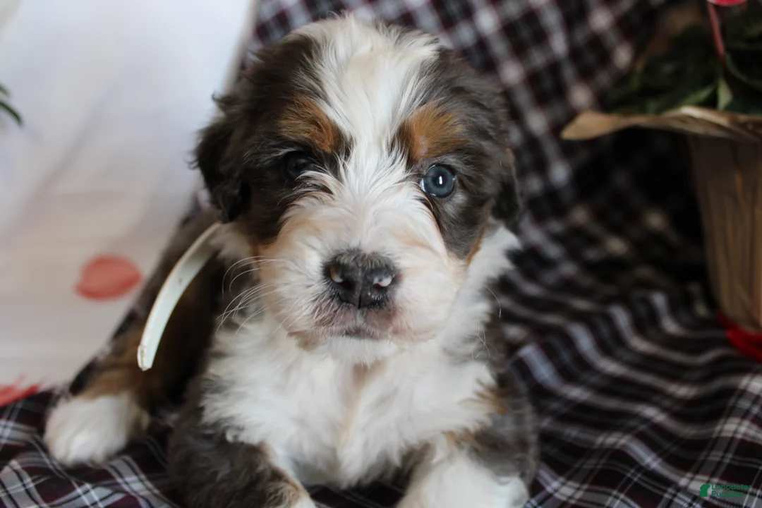 Bernedoodle dogs for sale: Shooter - Ad 1