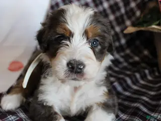 Bernedoodle dogs Shooter - Ad 18