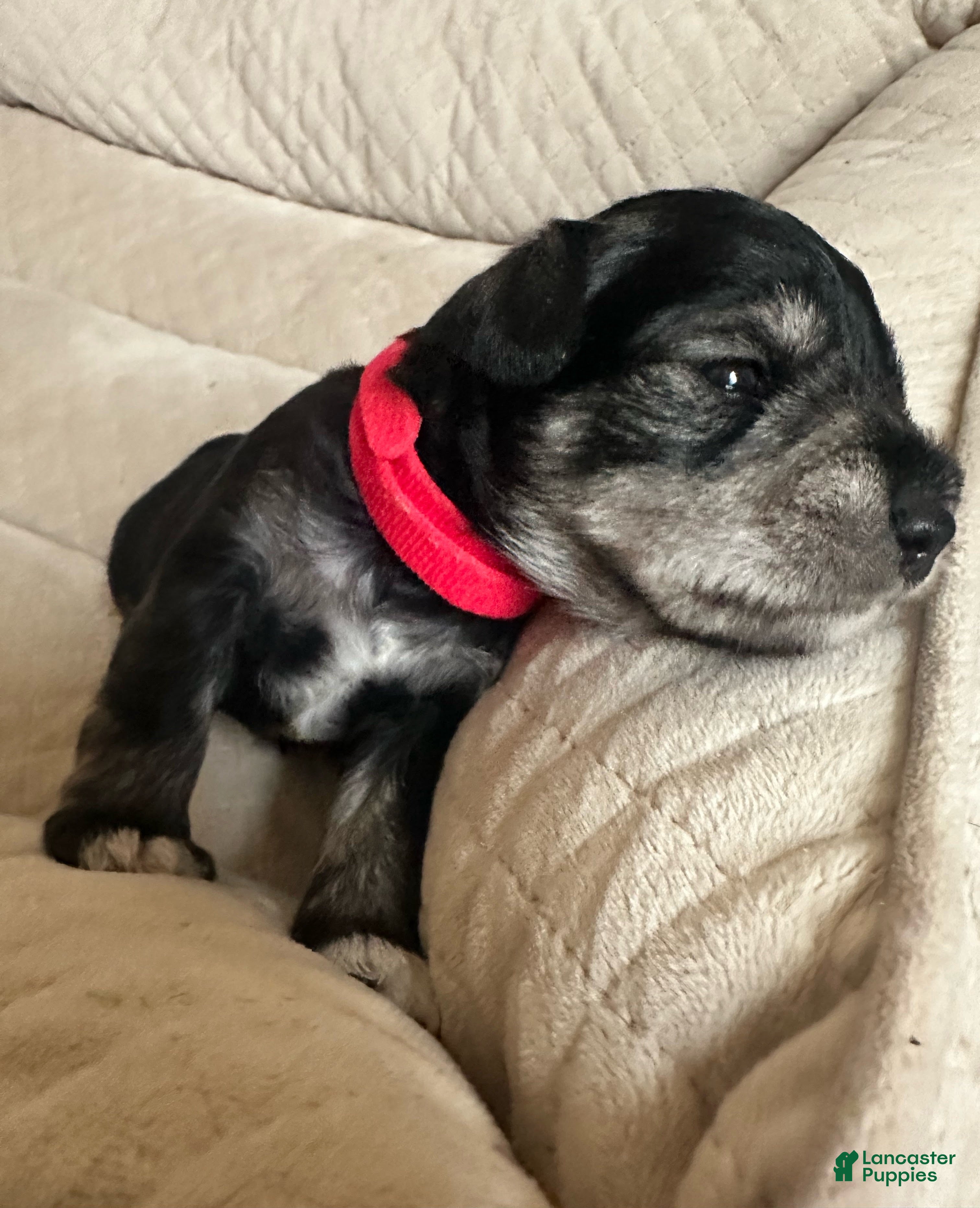 Miniature Schnauzer dogs Miniature Schnauzer 1 Rocco - Ad 4