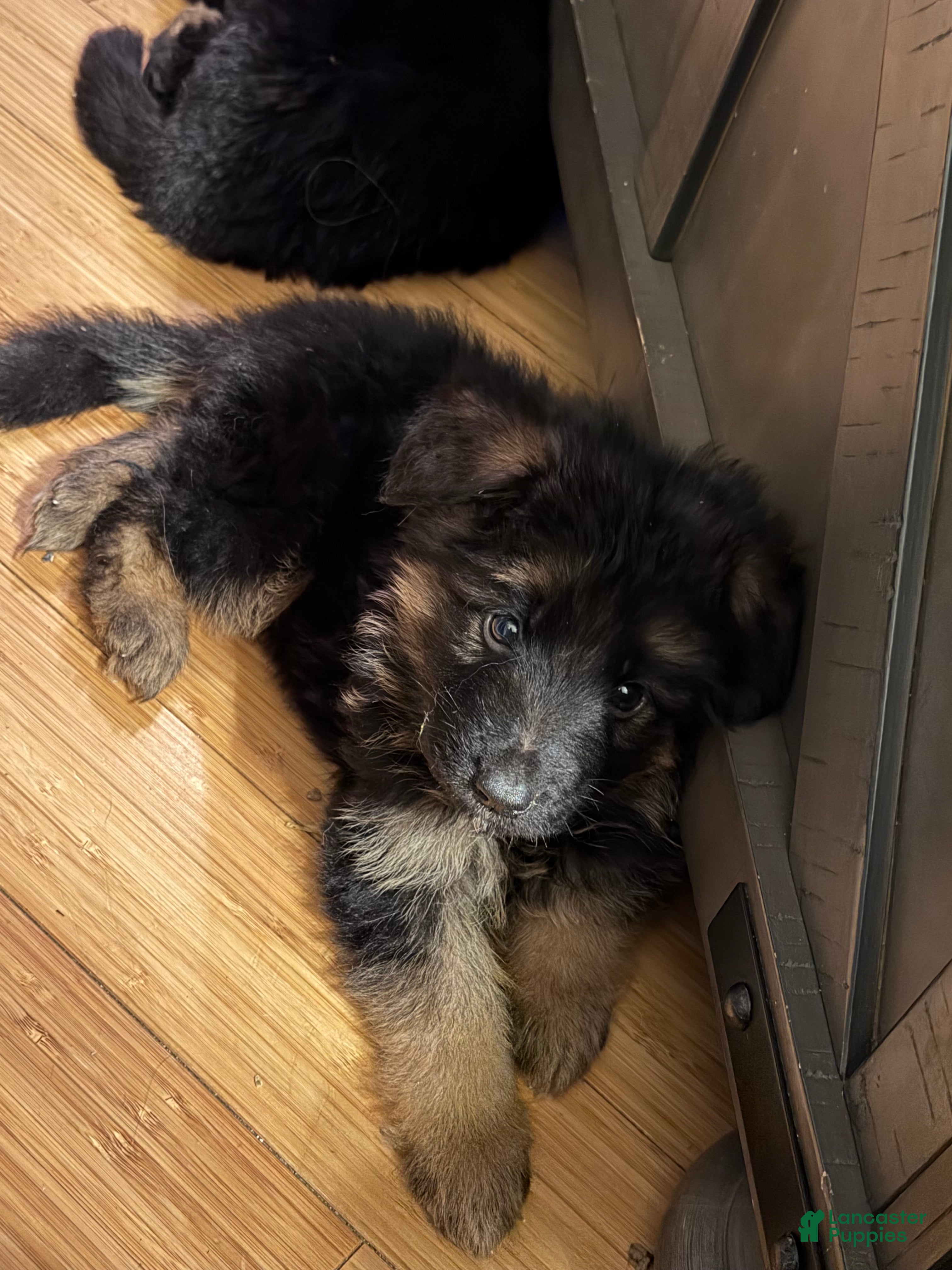 German Shepherd dogs German Shepherd Puppy 3 - Ad 31