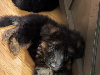 German Shepherd dogs German Shepherd Puppy 3 - Ad 31