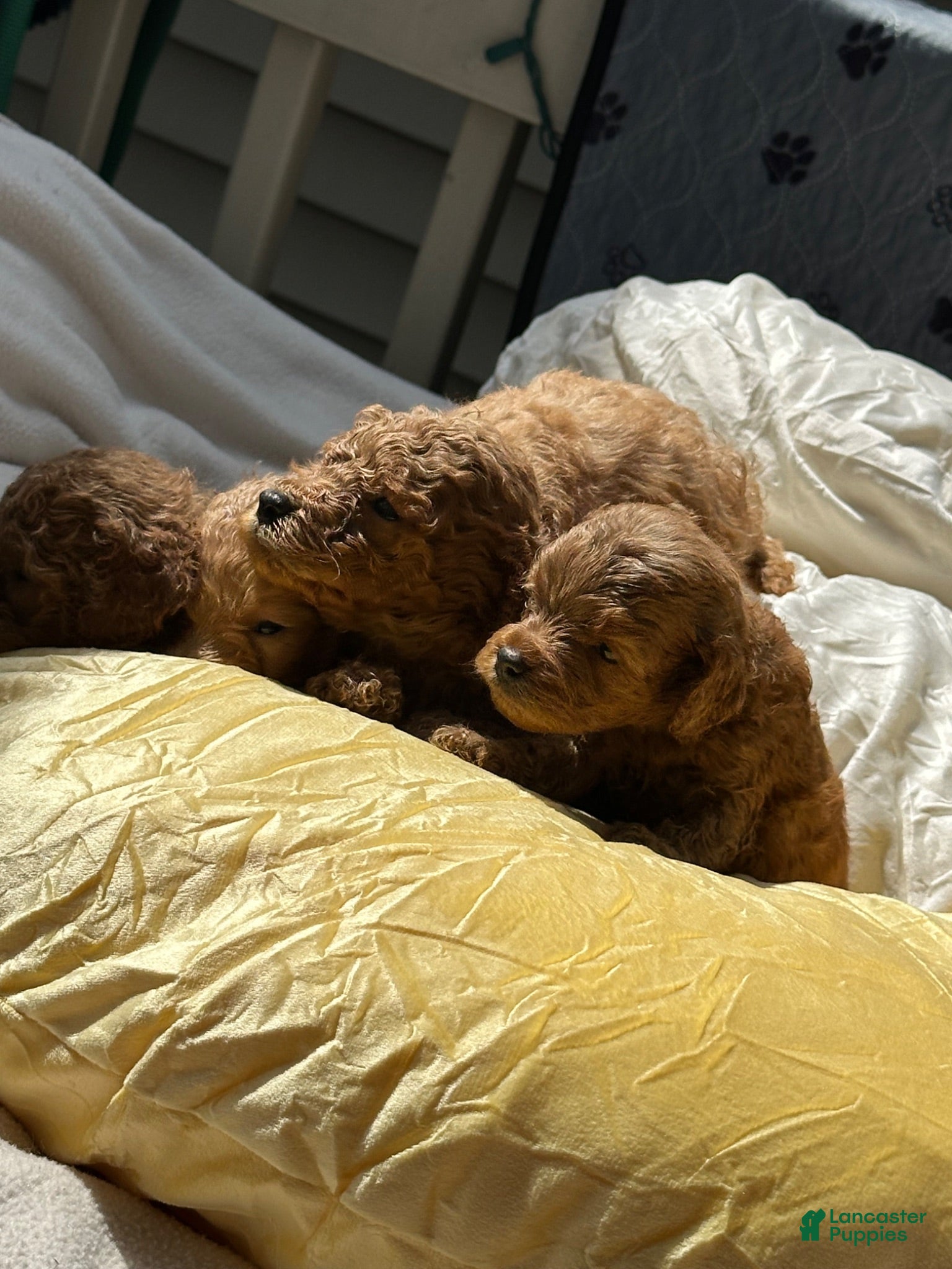 Cockapoo dogs teddy Cockapoo 4 - Ad 33