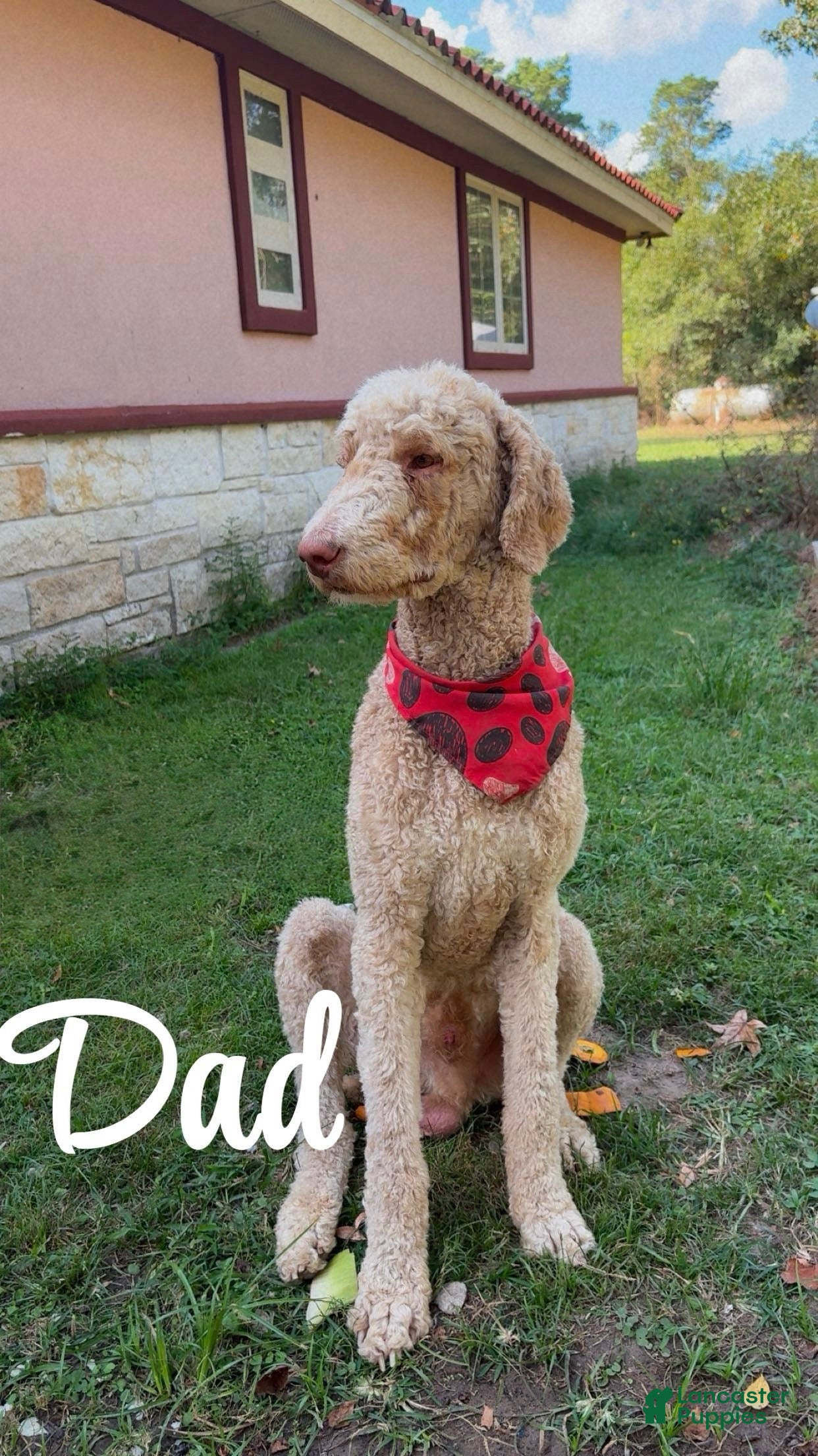 Mixed Breed dogs Mixed Breed 1 - Ad 2