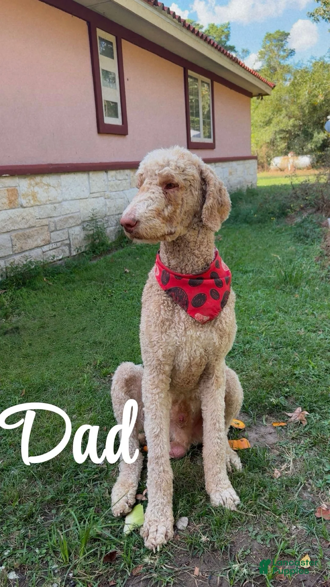 Mixed Breed dogs for sale: Mixed Breed 2 - Ad 2