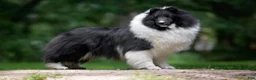 Shetland Sheepdog dogs for sale: Tucker - Ad 9
