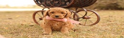 Mini Goldendoodle dogs for sale: Misty - Ad 4