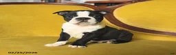 Boston Terrier dogs for sale: Skippy - Ad 3