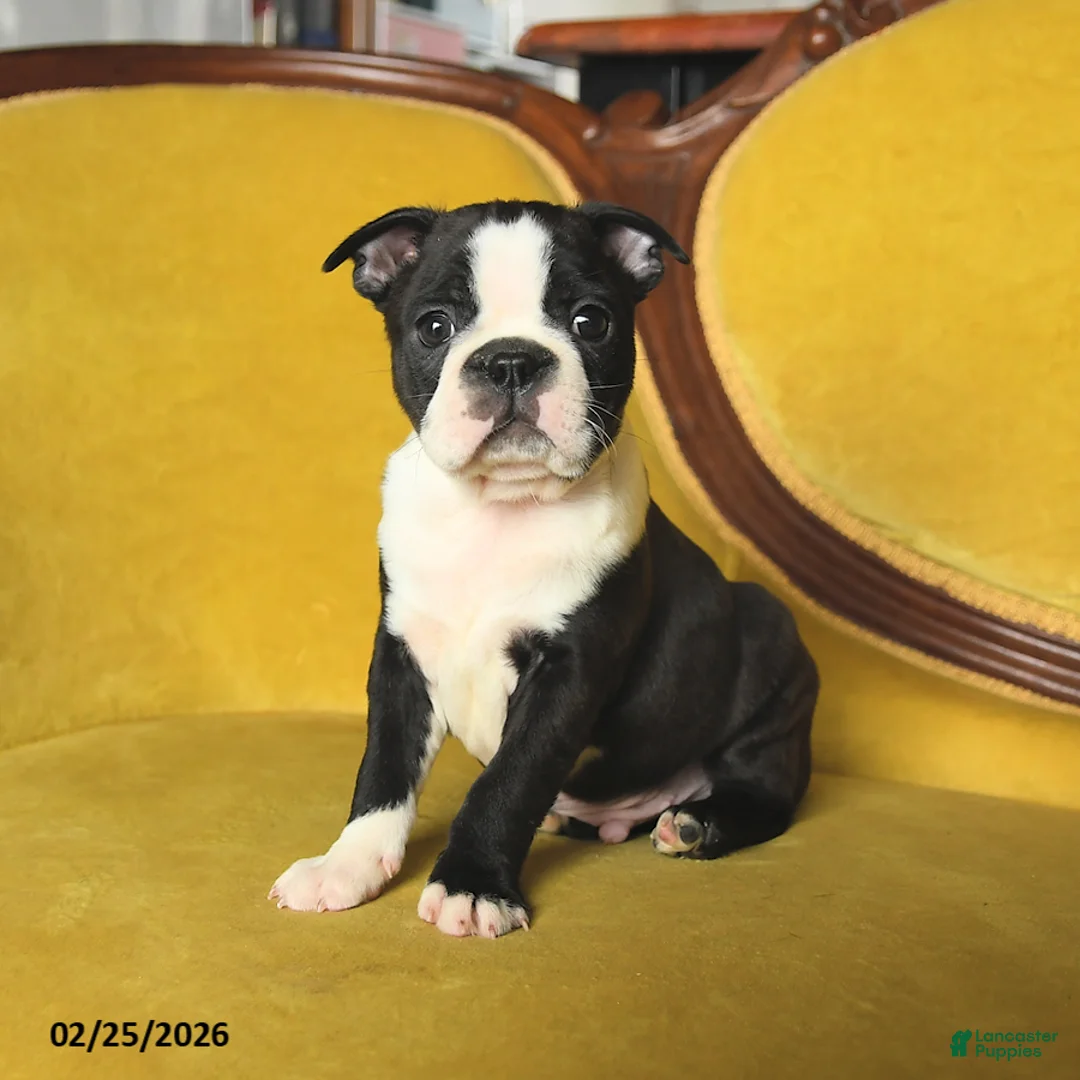 Boston Terrier dogs for sale: Skippy - Ad 3