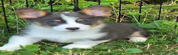 Welsh Corgi Pembroke dogs for sale: Larry the low rider - Ad 3