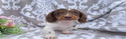 Miniature Dachshund dogs for sale: Heather - Ad 4
