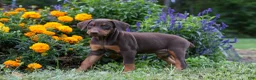 Doberman Pinscher dogs for sale: FIONA - Ad 7