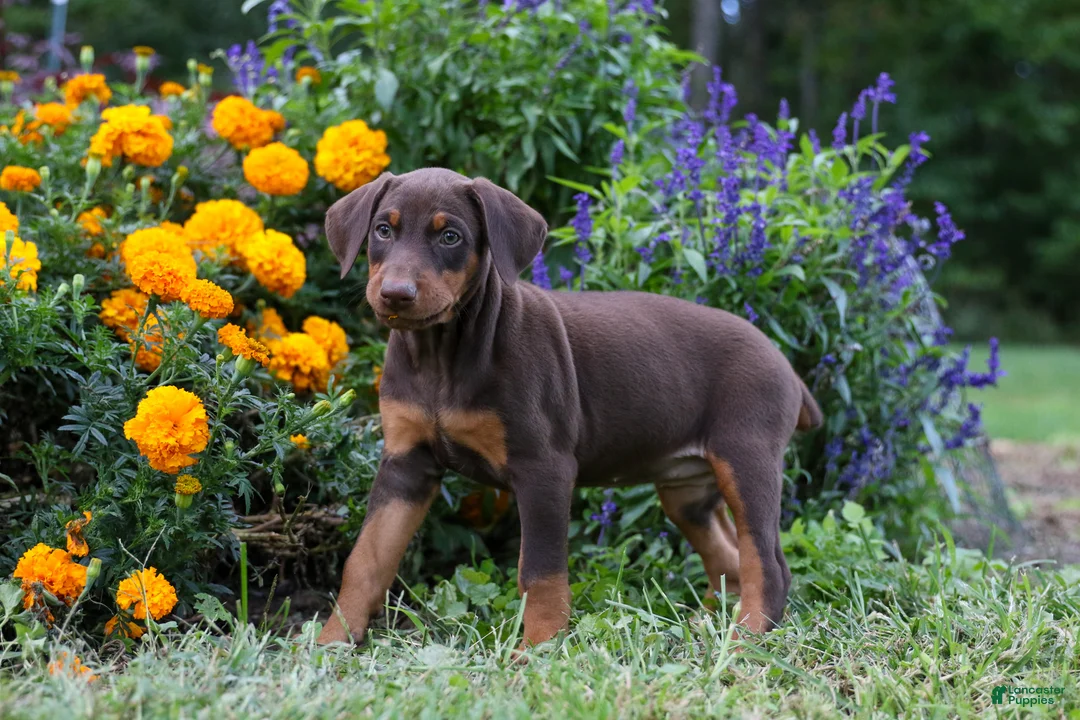 Doberman Pinscher dogs for sale: FIONA - Ad 7