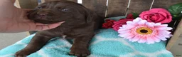 Labrador Retriever dogs for sale: Londa - Ad 2