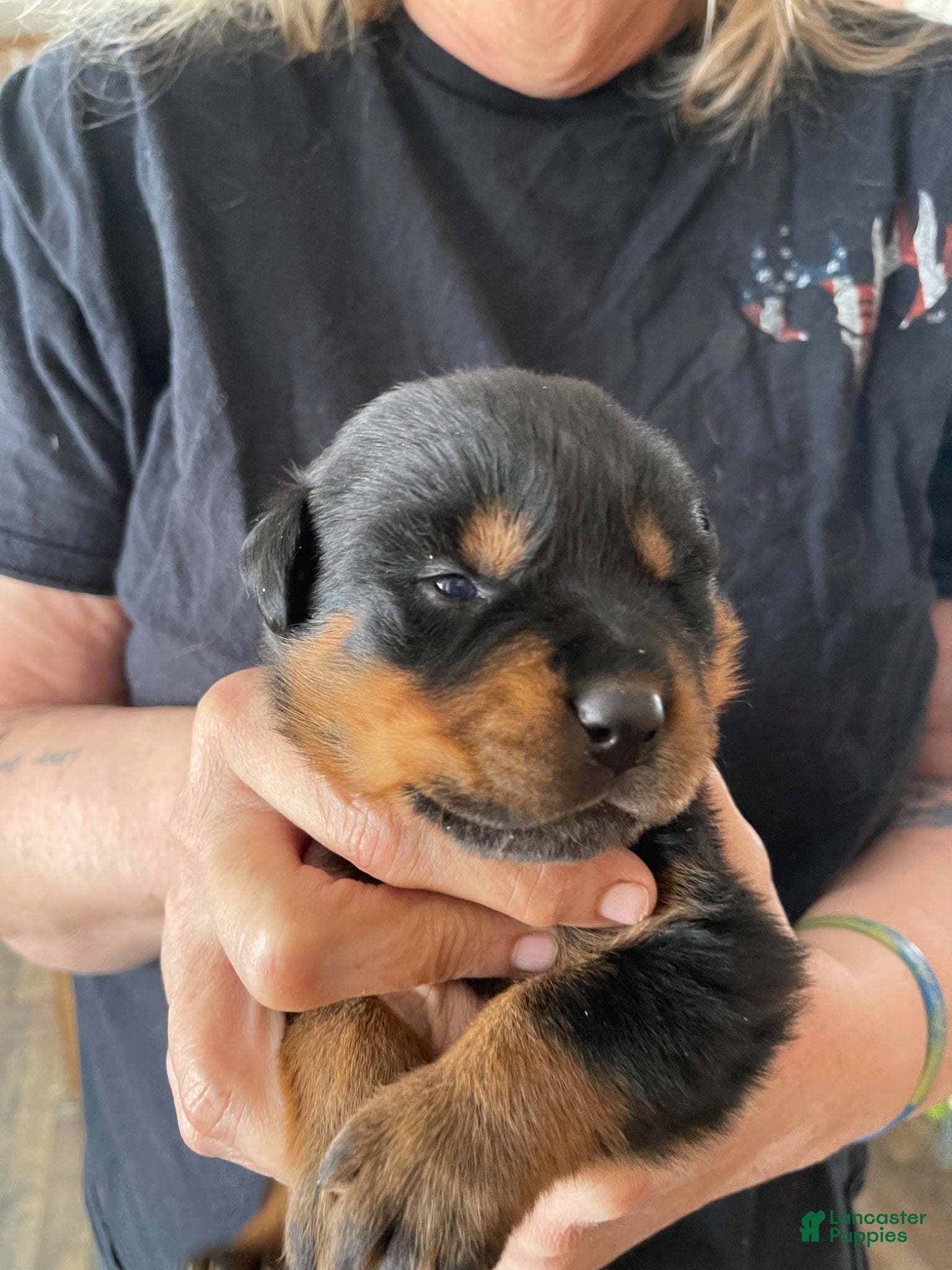 Rottweiler dogs Rottweiler Puppy 1 Tucker - Ad 1