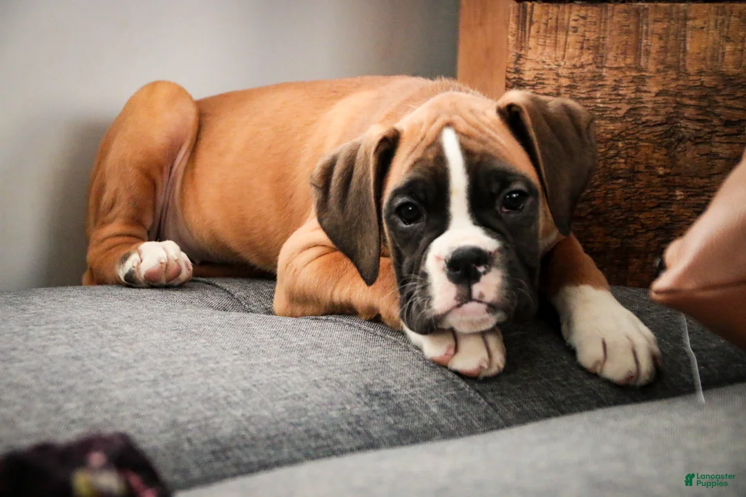 Boxer dogs for sale: Harper - Ad 8