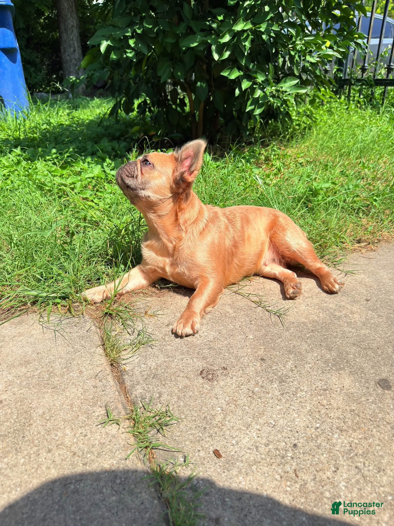 French Bulldog dogs French Bulldog 1 - Ad 34