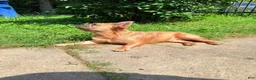French Bulldog dogs for sale: French Bulldog 1 - Ad 1