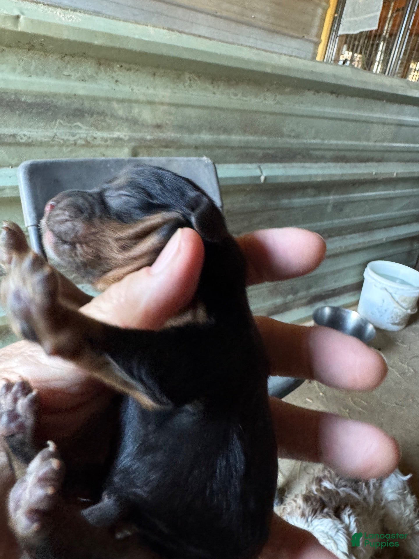 Cavapoo dogs for sale: Willa - Ad 1