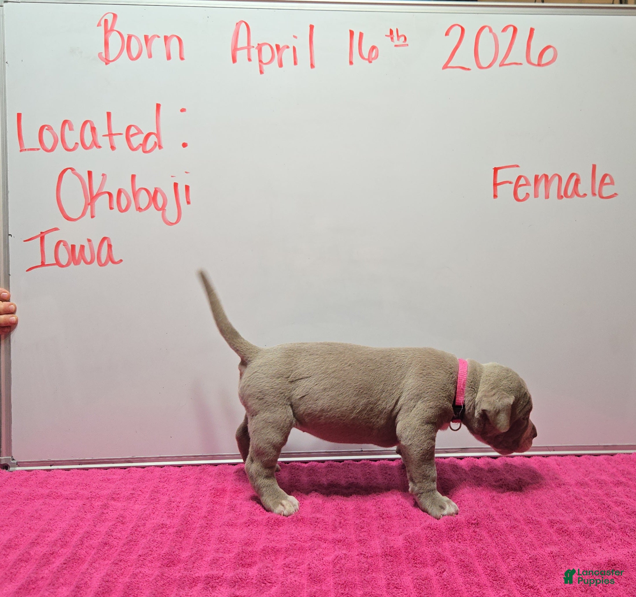 American Bully dogs American Bully Puppy 12 - Ad 21