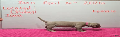 American Bully Puppy 12