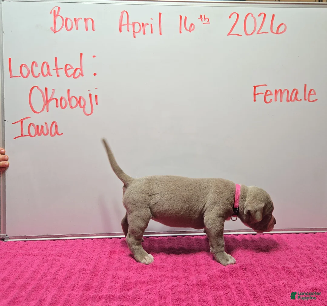 American Bully dogs for sale: American Bully Puppy 12 - Ad 1