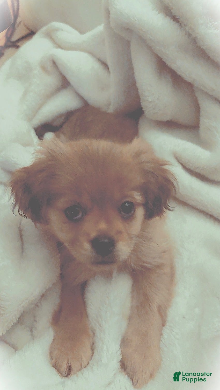 Mixed Breed dogs Mixed Breed 1 - Ad 7