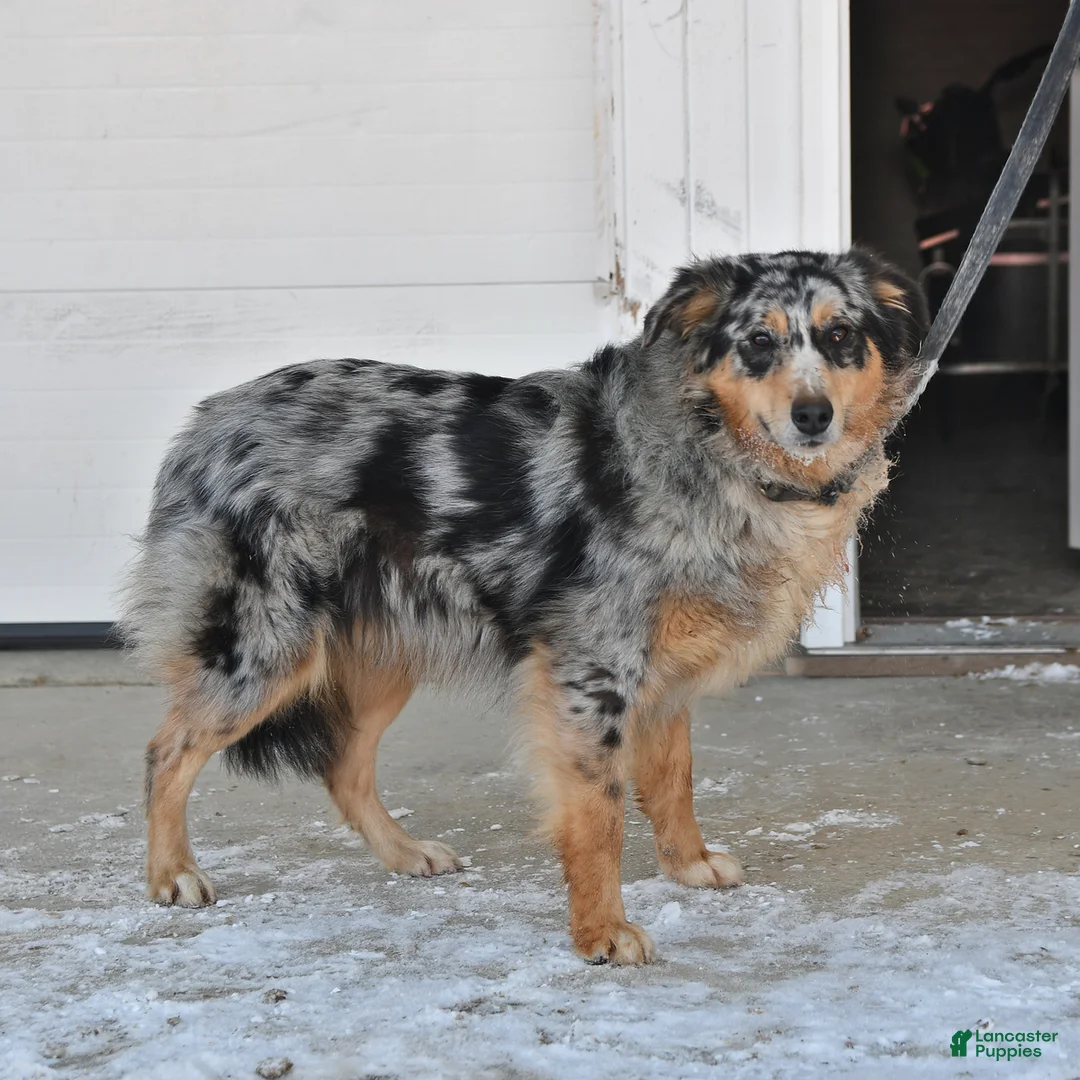 Australian Shepherd dogs for sale: Bear - Ad 5