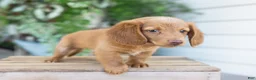 Dachshund dogs for sale: Winston - Ad 11