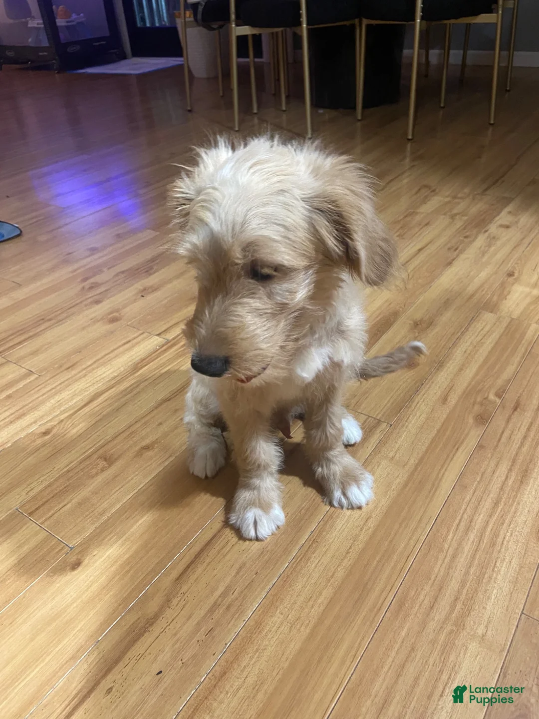 Mini Goldendoodle dogs for sale: Mini Goldendoodle Puppy Male - Ad 7