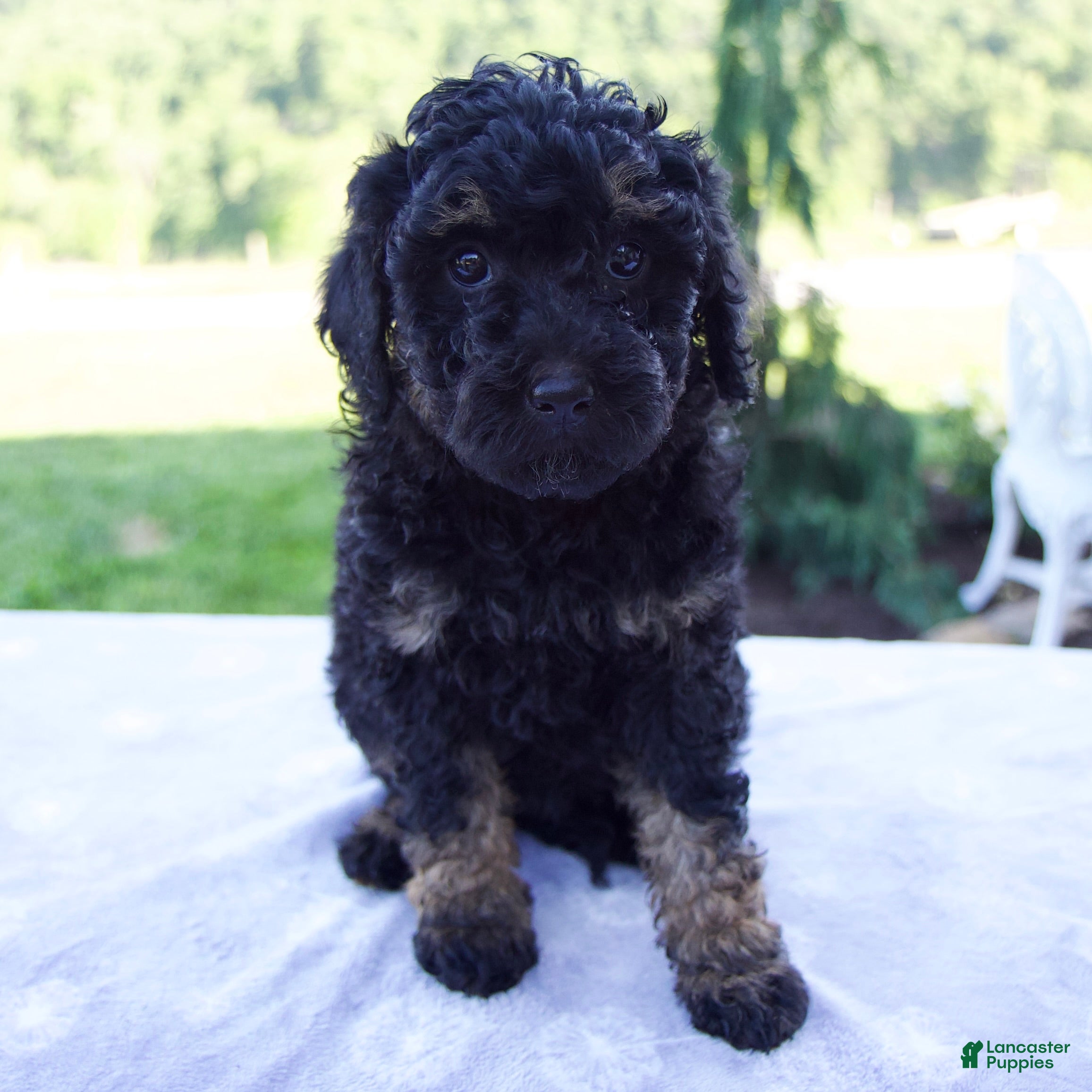 Mini Bernedoodle dogs Faith - Ad 1