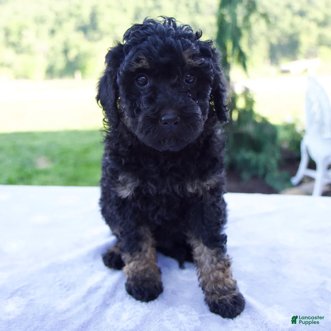 Mini Bernedoodle dogs for sale: Faith - Ad 1