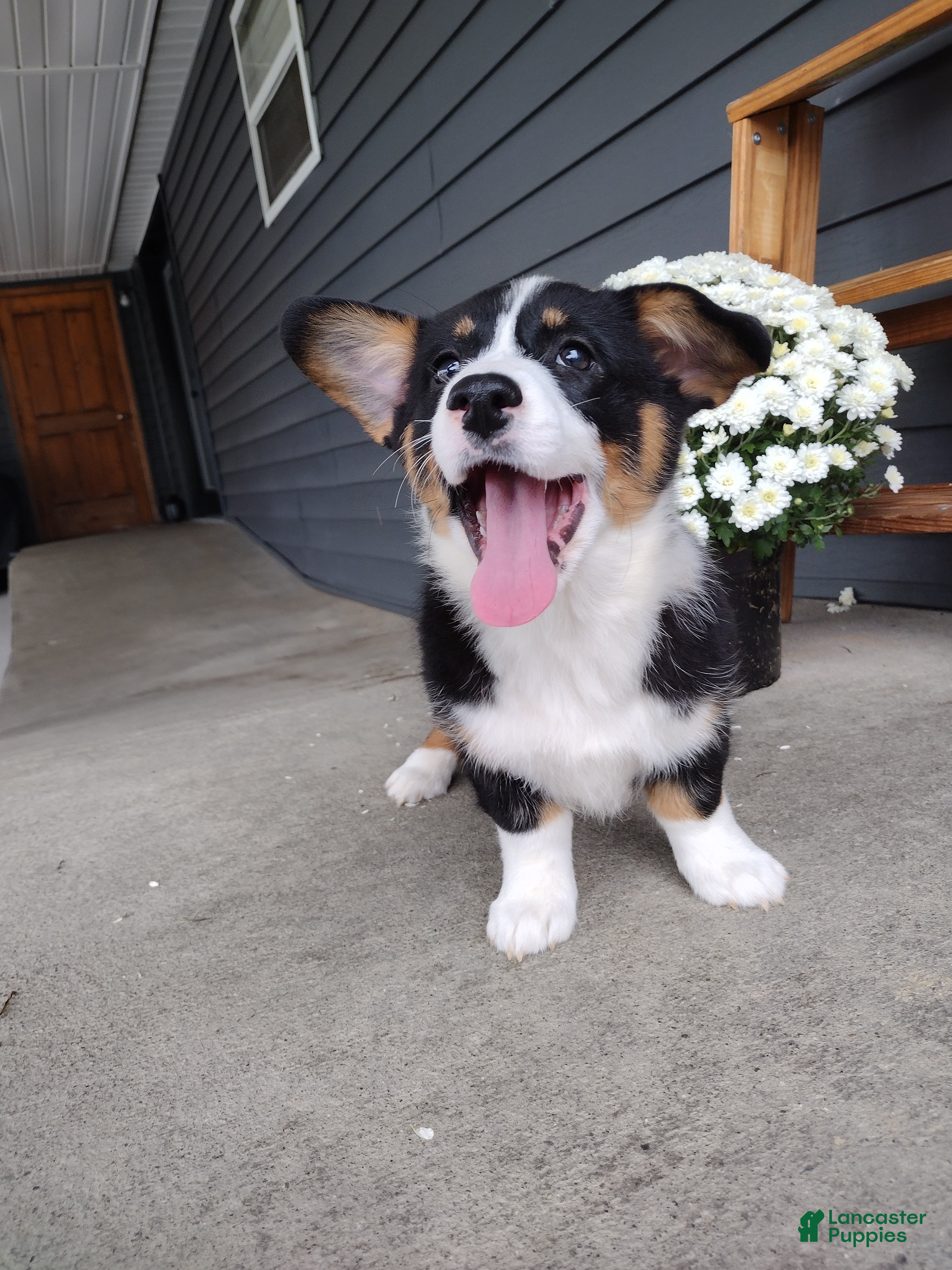Welsh Corgi Pembroke dogs Della - Ad 2
