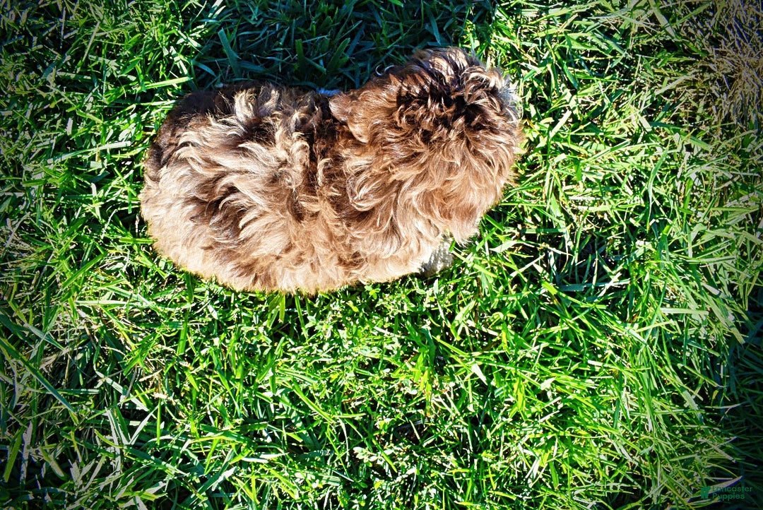 Havapoo dogs for sale: Jimbo - Ad 5