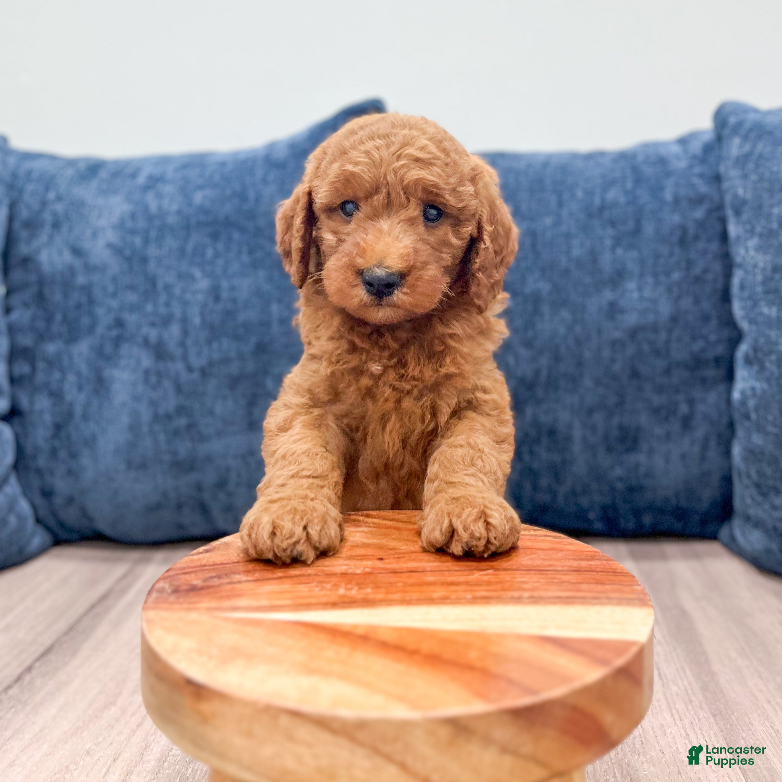 Mini Goldendoodle dogs Cade - Ad 2