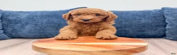 Mini Goldendoodle dogs for sale: Cade - Ad 2
