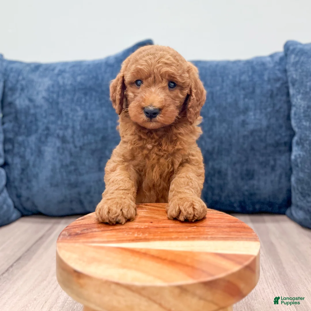Mini Goldendoodle dogs for sale: Cade - Ad 2
