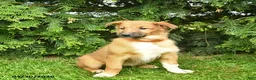Mixed Breed dogs for sale: Ella  - Ad 4