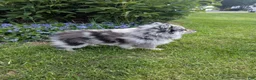 Pomsky dogs for sale: Pomsky Puppy 1 - Ad 4