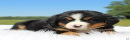 Bernese Mountain Dog dogs for sale: Brooke - Ad 2