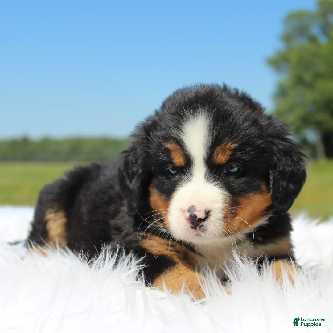 Bernese Mountain Dog dogs for sale: Brooke - Ad 2
