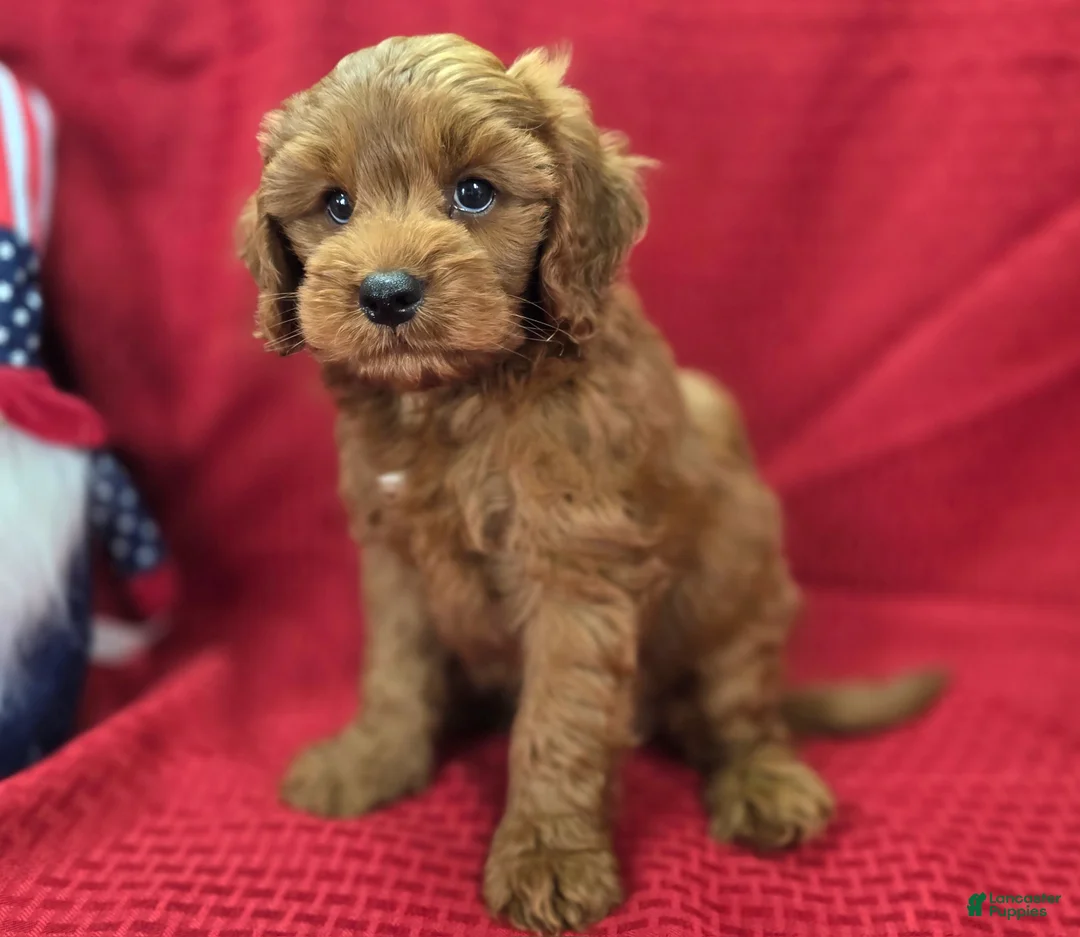 Cockapoo dogs for sale: Milan - Ad 1