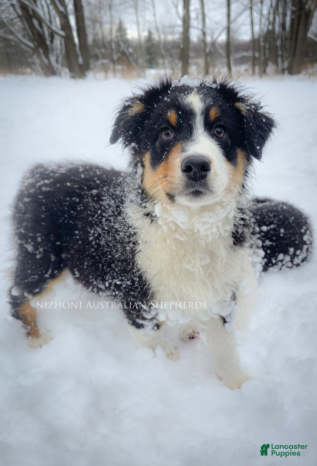 Australian Shepherd dogs for sale: Echo - Ad 6